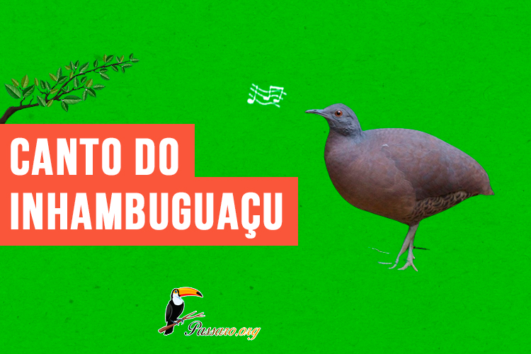 Canto do inhambuguacu 