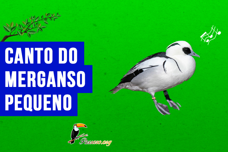 Canto do merganso pequeno