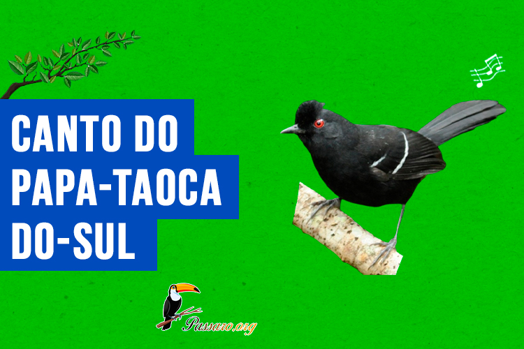 Canto do papa-taoca-do-sul