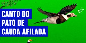 Canto do pato-de-cauda-afilada