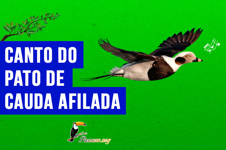 Canto do pato-de-cauda-afilada