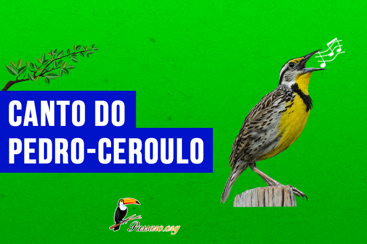 Canto do pedro-ceroulo