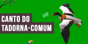 Canto do tadorna-Comum