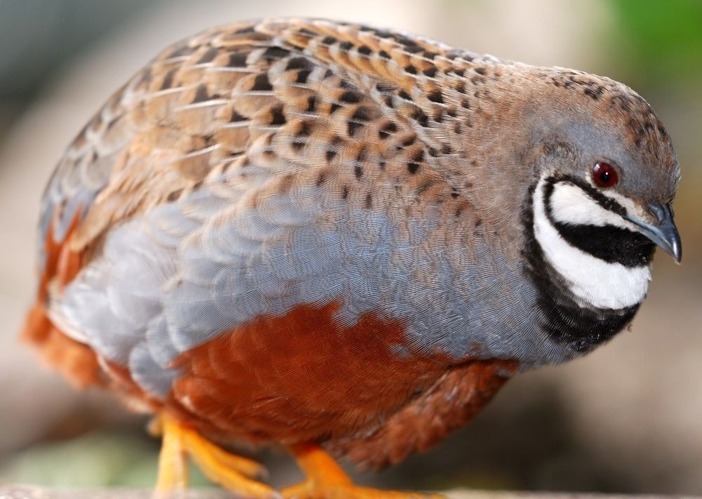 Características da codorna chinesa