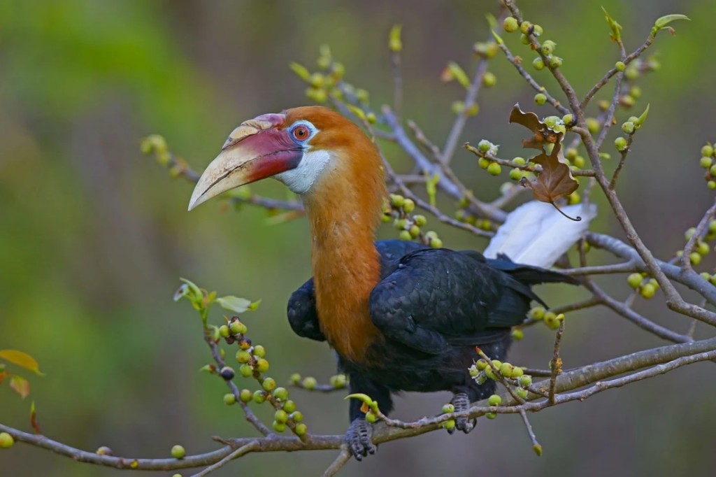 características do calau-de-narcondam