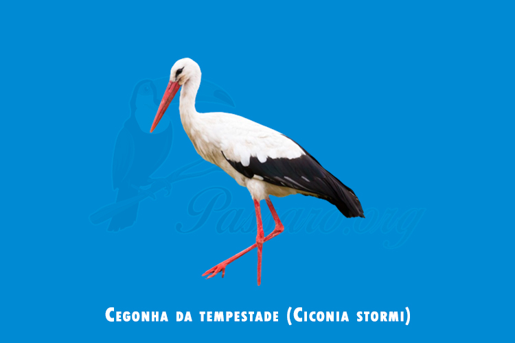 Cegonha da tempestade ( Ciconia stormi )