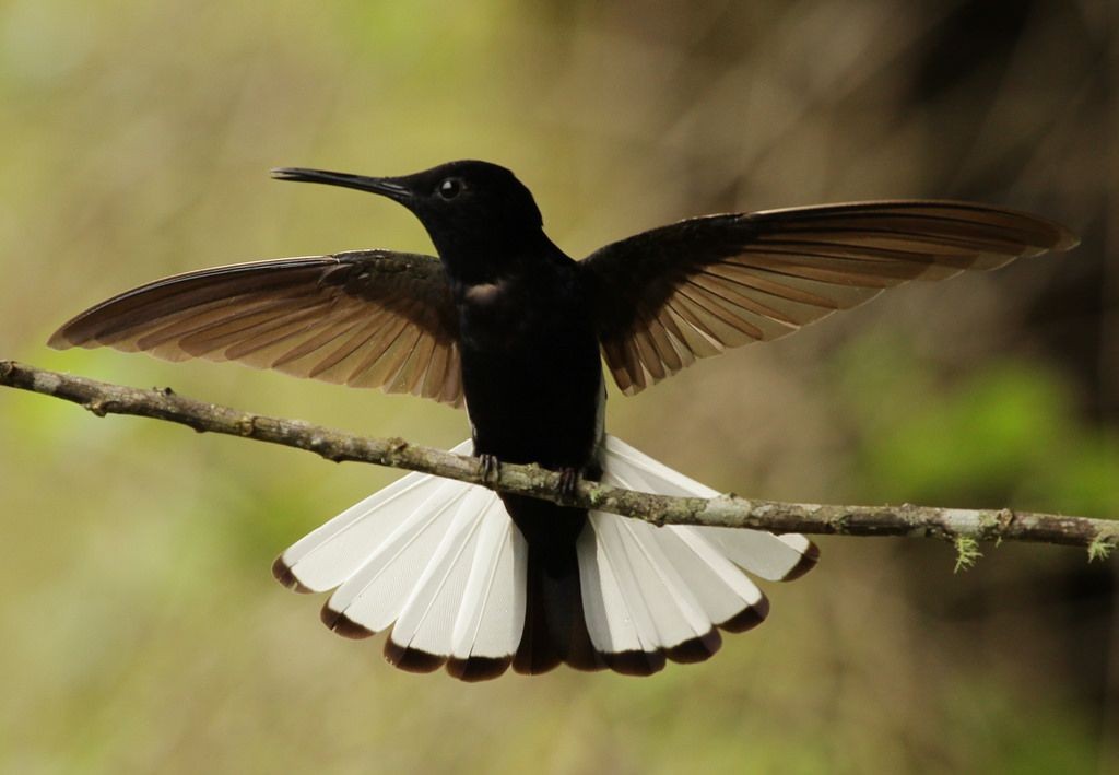 Classificação científica do beija-flor-preto