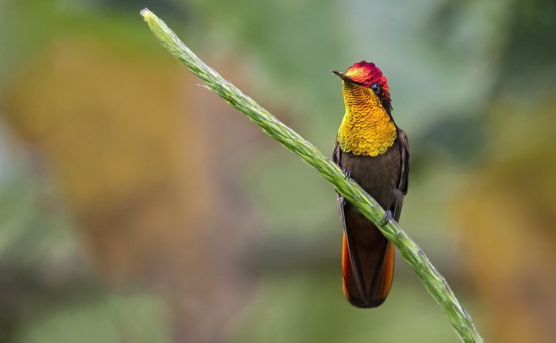 Classificação científica do beija-flor-vermelho