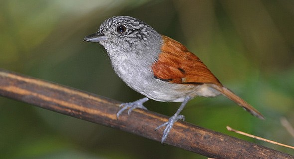 Classificacao cientifica do choquinha-de-asa-ferrugem