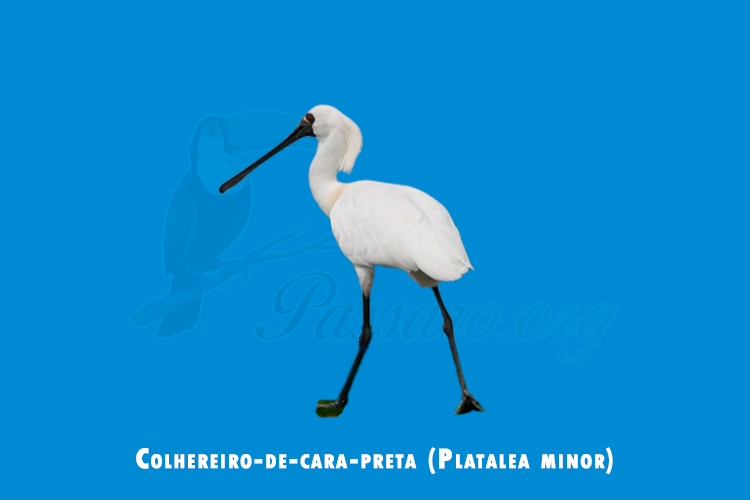 Colhereiro-de-cara-preta (Platalea minor)