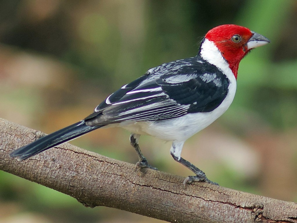 Como criar galo da campina