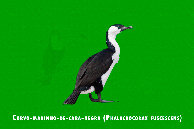 Corvo-marinho-de-cara-negra (Phalacrocorax fuscescens)