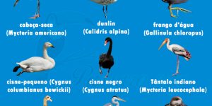Espécies de aves aquáticas mais conhecidas