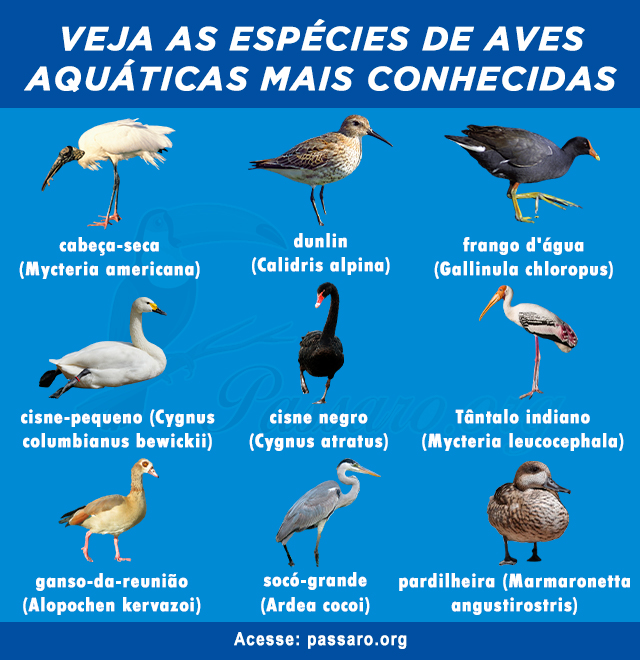 Espécies de aves aquáticas mais conhecidas