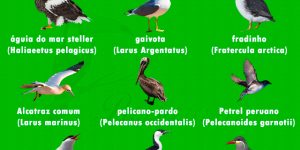 Espécies de aves marinhas mais conhecidas