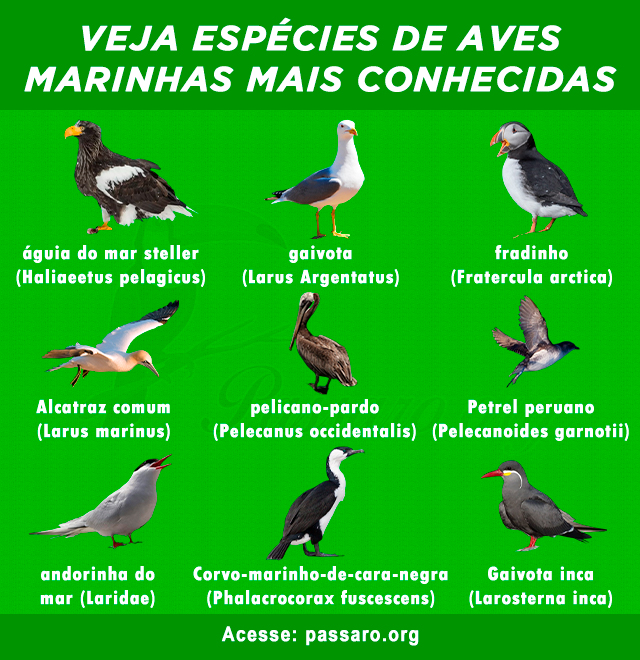 Espécies de aves marinhas mais conhecidas