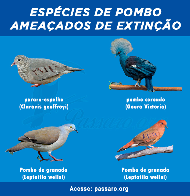 Espécies de pombo ameaçados de extinção