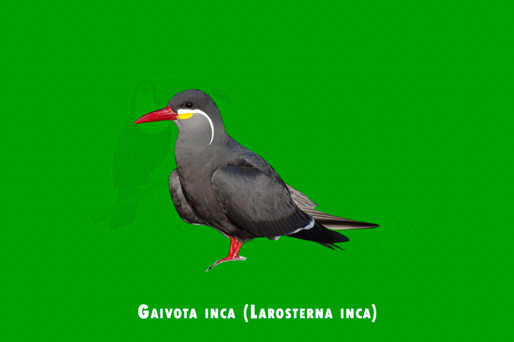 Gaivota inca (Larosterna inca)