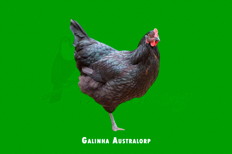 Galinha Australorp