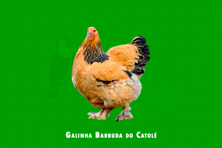 Galinha Barbuda do Catolé