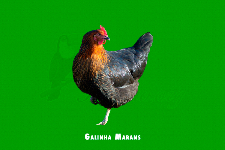 Galinha Marans