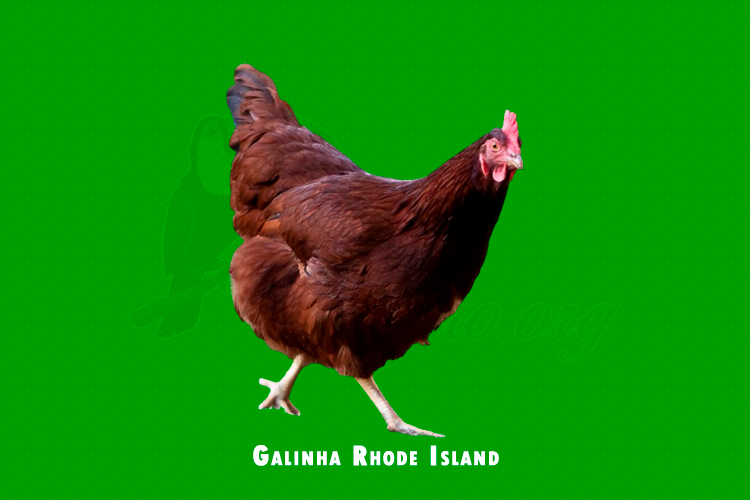 Galinha Rhode Island