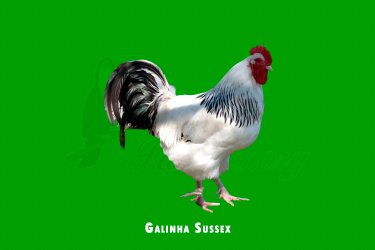 Galinha Sussex