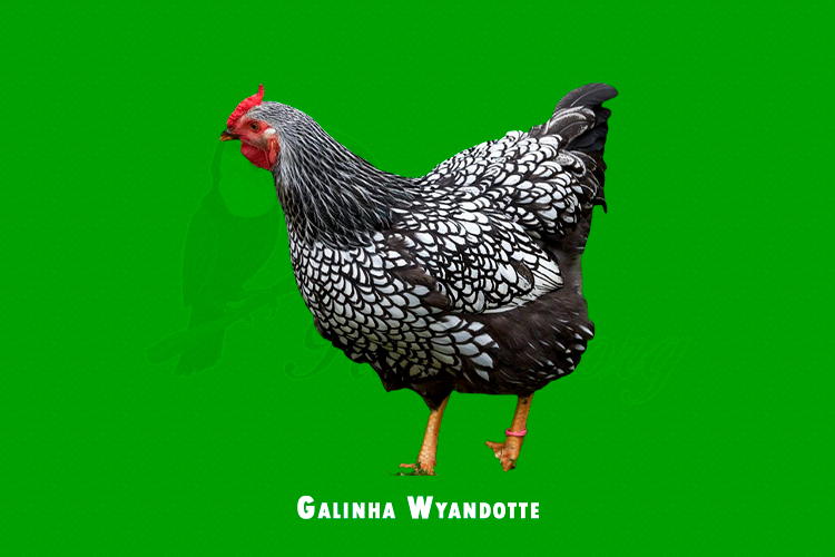 Galinha Wyandotte