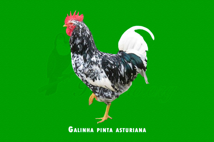 Galinha pinta asturiana