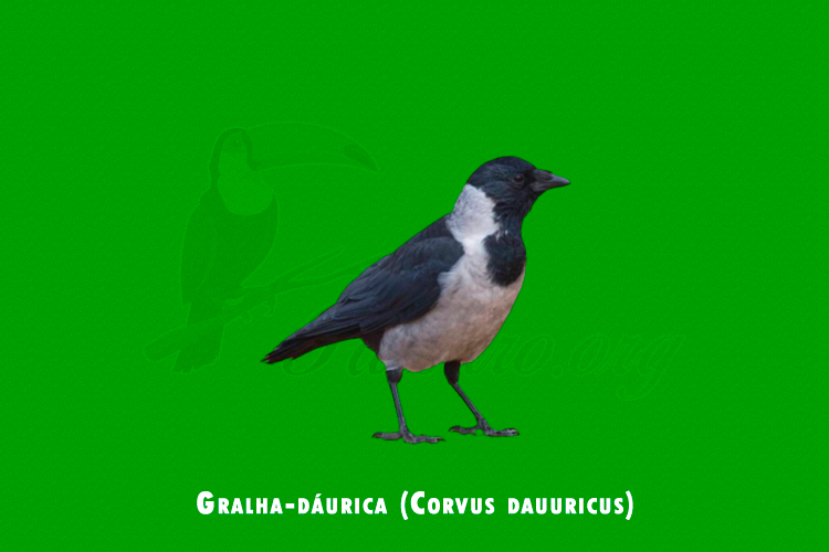 Gralha-dáurica ( Corvus dauuricus )
