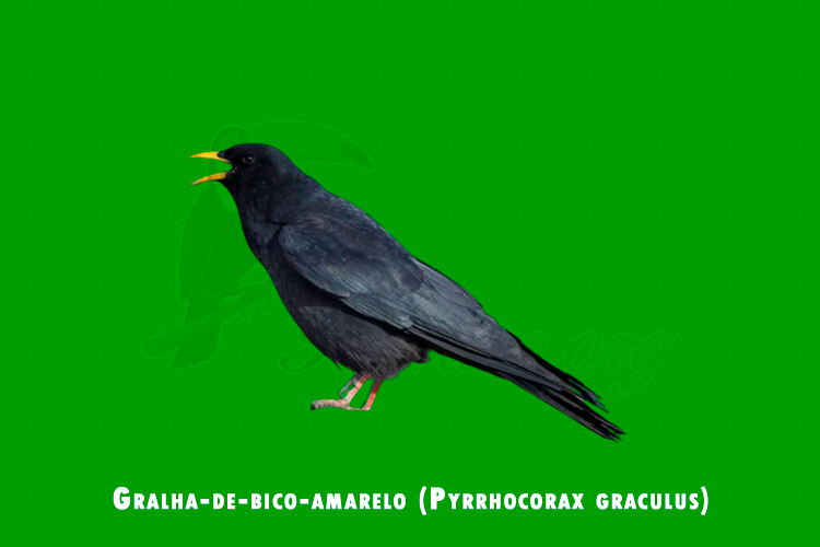 Gralha-de-bico-amarelo (Pyrrhocorax graculus)