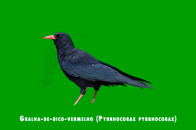Gralha-de-bico-vermelho ( Pyrrhocorax pyrrhocorax )