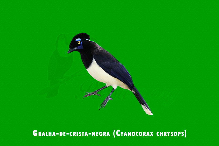 Gralha-de-crista-negra (Cyanocorax chrysops)
