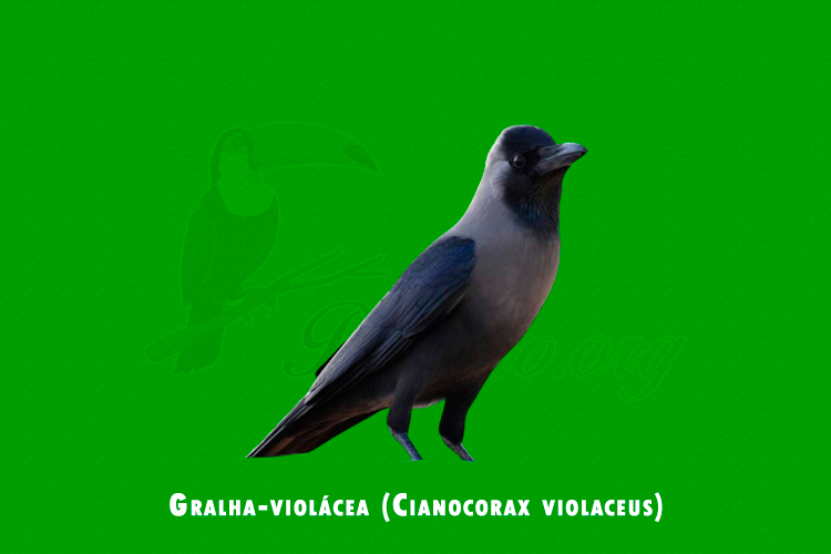 Gralha-violácea ( Cianocorax violaceus )