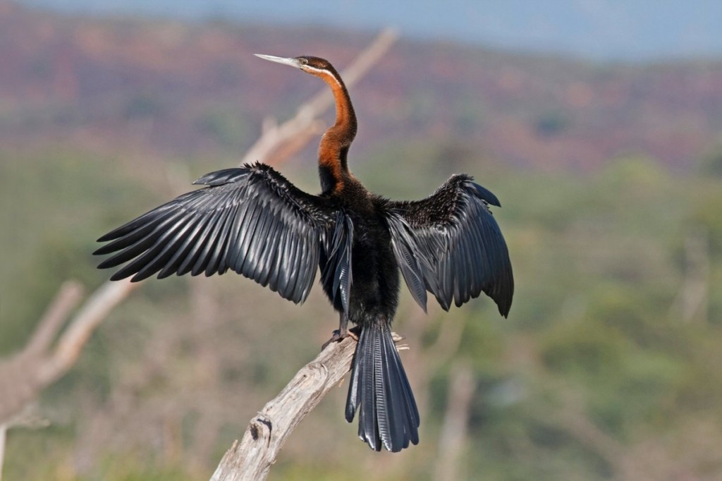 Habitat do aninga africana