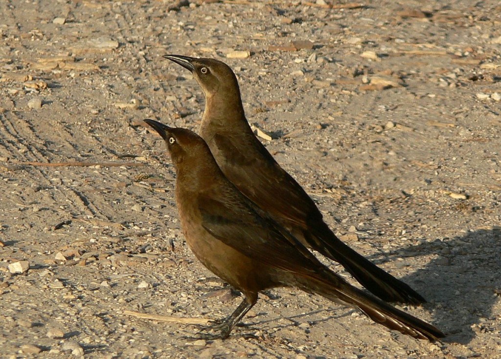 Irauna mexicana femea