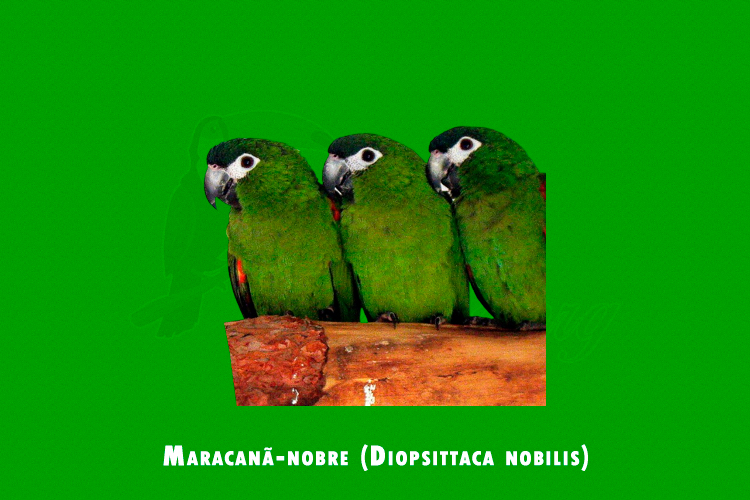 Maracanã-nobre (Diopsittaca nobilis)