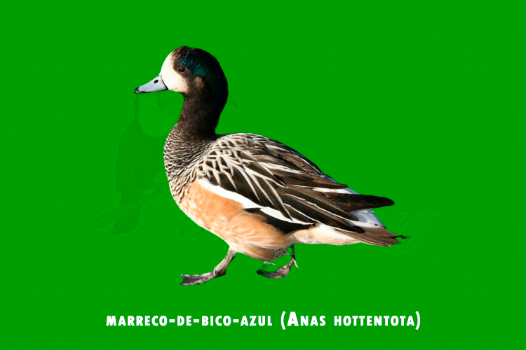 Marreca-oveira (Anas sibilatrix)