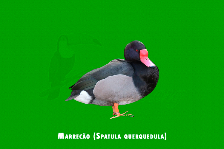 Marrecão (Spatula querquedula)