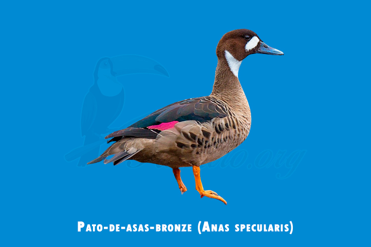 Pato-de-asas-bronze (Anas specularis)