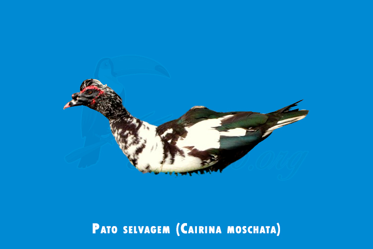 Pato selvagem (Cairina moschata)