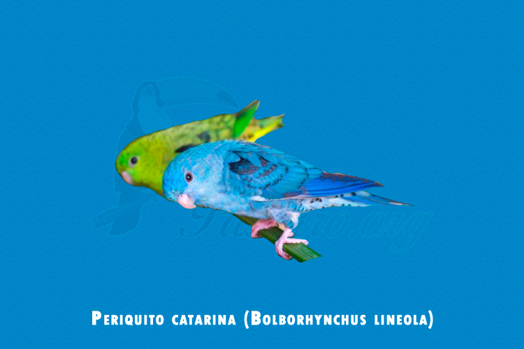 Periquito catarina (Bolborhynchus lineola)