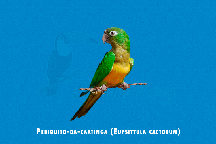Periquito-da-caatinga ( Eupsittula cactorum)