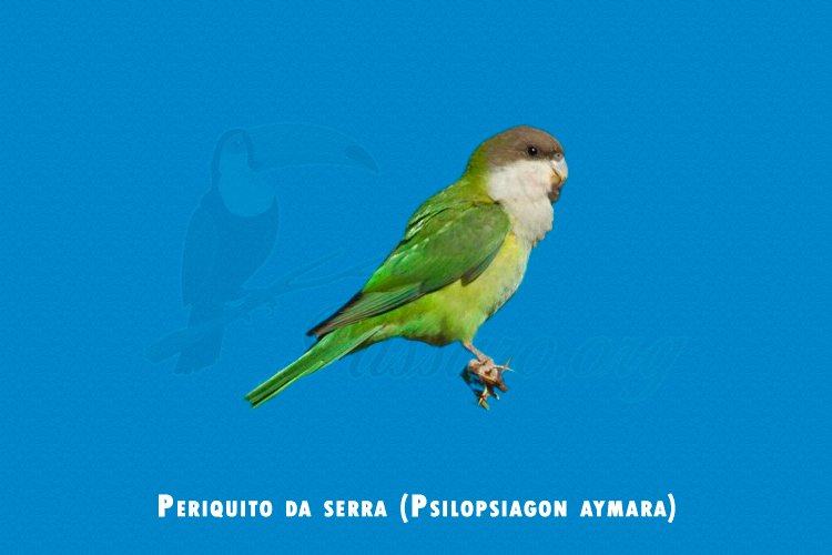 Periquito da serra ( Psilopsiagon aymara )