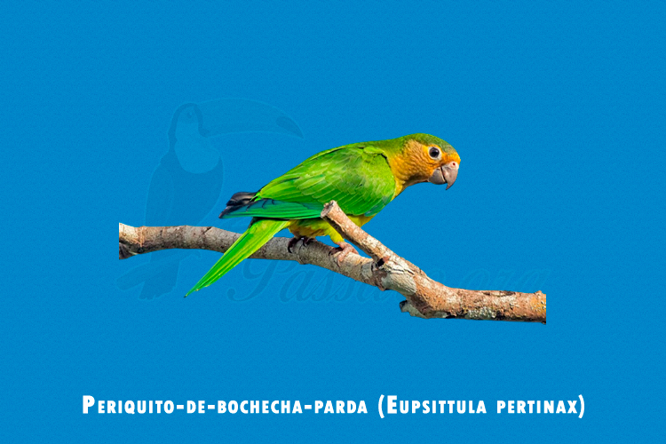 Periquito-de-bochecha-parda (Eupsittula pertinax)