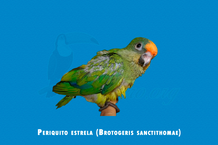 Periquito estrela (Brotogeris sanctithomae)