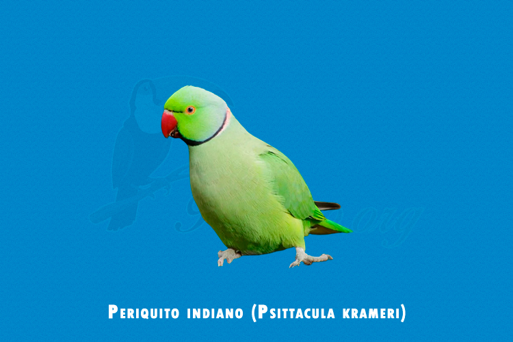 Periquito indiano (Psittacula krameri)