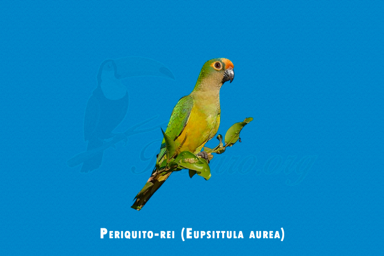 Periquito-rei ( Eupsittula aurea)