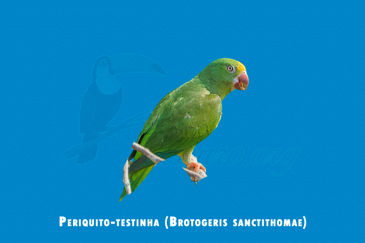 Periquito-testinha ( Brotogeris sanctithomae )