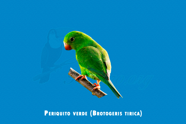 Periquito verde (Brotogeris tirica)